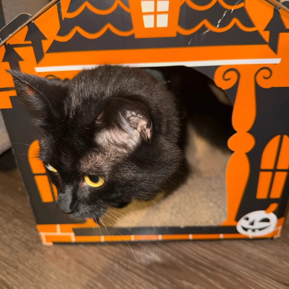Orange spooky haunted house Cat Scratcher
